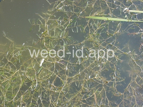 pondweed, curlyleaf